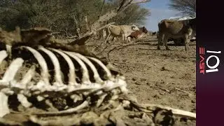 🇦🇺 Battling the dry: Australia's Drought Crisis | 101 East