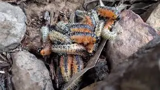 Ants eating sawfly larvae