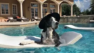 Great Dane makes the most of summer by lounging on a pool float