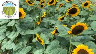 Our Favorite Varieties of Cut Flowers for a Vegetable Garden