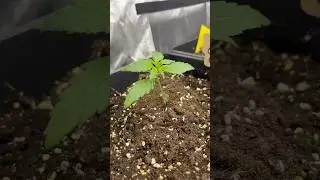 Gorilla Candy Auto🦍🍬Weird Growth at Day14 Mutant🌱 #cannabisdaily #indoorplants #cannabiscommunity