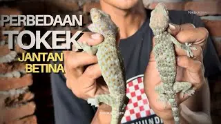 PERBEDAAN TOKEK JANTAN DAN BETINA