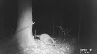Jan 13-14 2021 APEMAN Trail Cam