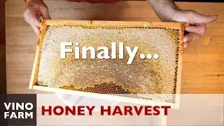 The First Honey Harvest