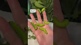 8 weeks of metamorphosis under a minute// caterpillar to luna moth speedrun
