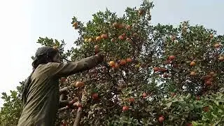 Harvesting of Orange |World Best Orange in Pakistan |How Orange Are Harvested in The Garden