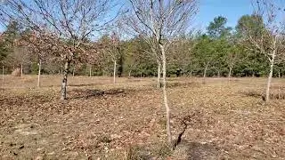 Why we chose Dunstan Chestnuts.