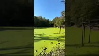 Peaceful Sunny Swamp  | Relaxing Nature Sounds  آرامش در مرداب آفتابی ☀️ | صدای طبیعت #relaxingmusic