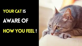Your Cat Is Aware of How You Feel ! | Understanding Cats' Emotion Sensation