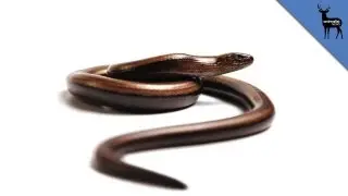 Is This a Snake or Lizard?!