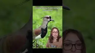 Southern Lapwing