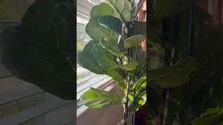 Fiddle Leaf Fig Back Inside:#plants #fiddleleaffig  #houseplants  #outdoorplants