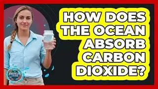 How Does The Ocean Absorb Carbon Dioxide?