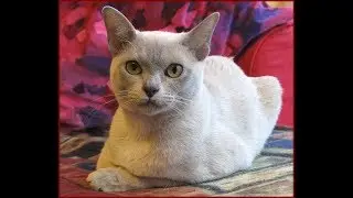 Cat Spraying Solution #how to get cat pee out of bed