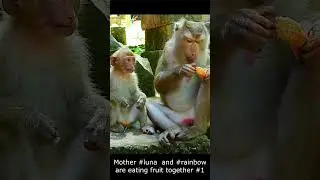 Mother #luna  and baby #rainbow #lucie are eating fruit together #1