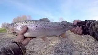 Lake Erie tributary spring Steelhead