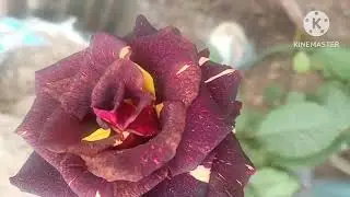 #Winter Rose Plant Care For More Blooming #अच्छी flowering के लिए फर्टिलाइजर#rose #plant #Care