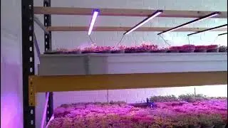 Microgreens Denmark growing herbs and microgreens