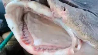 &iexcl;Atrape un Misterioso Pez Grande y mira lo que Pas&oacute; !