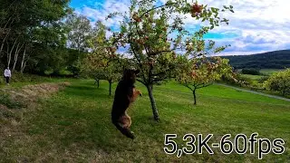 slow Motion GoPro 11.  The flying dog. 2,7k-240, 4K-120, und 5,3K-60