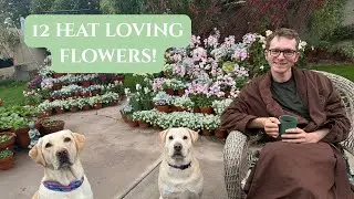 12 Cottage Flowers That Love the Sun (Perfect for Hot Climates!) // Johns Plant Adventures
