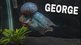 MEET GEORGE My $500 FLOWERHORN!!!