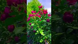 wonderful Red Rose Blooming on a Sunny Day🌹#redrose #flowers #floweraesthetic #gardenlife #shorts