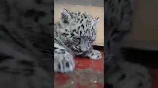 💤 Sleepy snow leopard cub, Stripe! 💤  #snowleopard #cub #cute #shorts #sleepy  #bigcats #animal