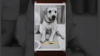 The Ultimate Dog Test! 🤯 Hyper-Realistic Drawing of This Yellow Labrador's Restraint!