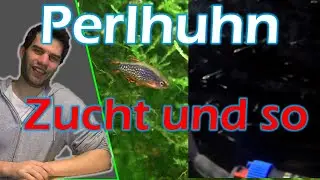 Perlhuhnbärblinge (Danio margaritatus): Zuchtmethoden und Allgemeines