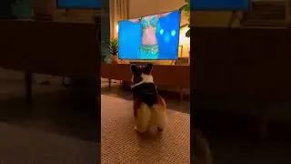 &ldquo;Corgi Perfectly Mimics Belly Dancer on TV 😂🐾&rdquo;