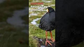 Южная Америка/Чили/Атакама/Лысуха #earth #природа #world #животные #animals #фильм #movie #nature