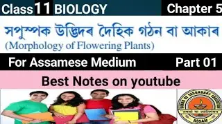 Biology Class 11 Chapter 5 Morphology of Flowering Plants Best Notes For Assamese Medium।AHSEC।ASSEB