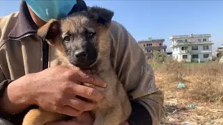 Adorable Street Puppy🥹 Melts Hearts! 🐶❤️/ Dog helper
