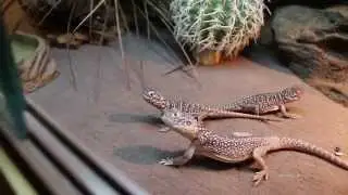 Netted Dragon Update