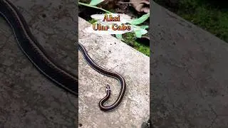 Ular Cabe Yang Bisanya 6x Lebih Mematikan Dari Ular Cobra