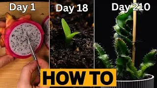 HOW TO Grow UNLIMITED Dragon Fruit Plants from Store-Bought Fruits (FROM SEED)