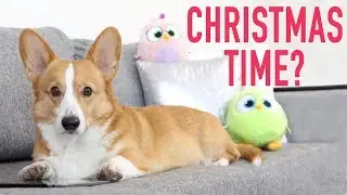 CHRISTMAS PANIC! - Topi the Corgi