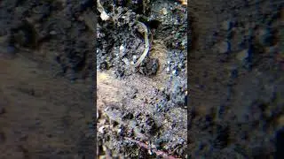 Tiny white translucent Pot Worm wriggling