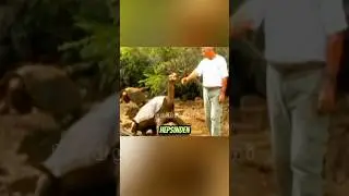 D&uuml;nyanın En B&uuml;y&uuml;k Kaplumbağası Yalnız George&rsquo;un Dramatic Hikayesi #medyabilgini