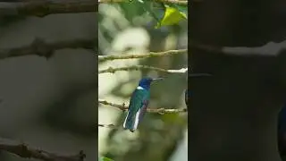 Meet the World's Rarest Bird