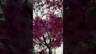 Primavera no Jap&atilde;o 🌸  #japan #spring #springjapan #sakura #sakuraflower #sakurajapan #hanami #haru