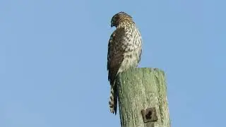 11/08/25 Juv Cooper's Hawk Kent Wa 6408-168