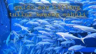 Paldo #fishing #fishboat #fish