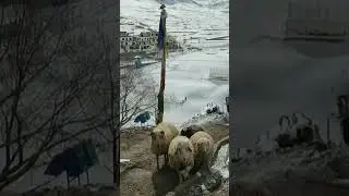 SNOW SHEEP,  KIBBER