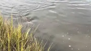 Big fish in small water