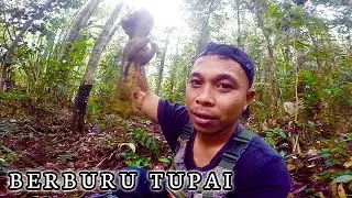 Penjelajahan Hutan Muda Dan Berburu Tupai