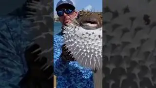 உலகின் மிகவும் ஆபத்தான உணவு இதுவே ஆகும்#viral #facts #trendingshorts #pufferfish #dangerous #foot