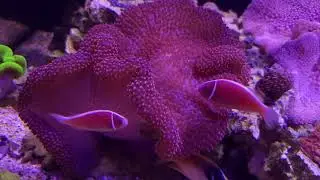 mertensii flow