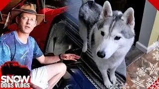 Memphis is Vocal | Talking Husky